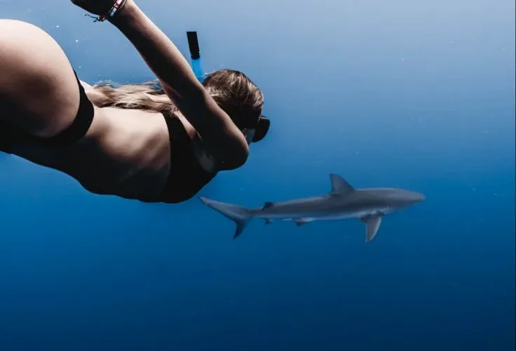 Galapagos shark