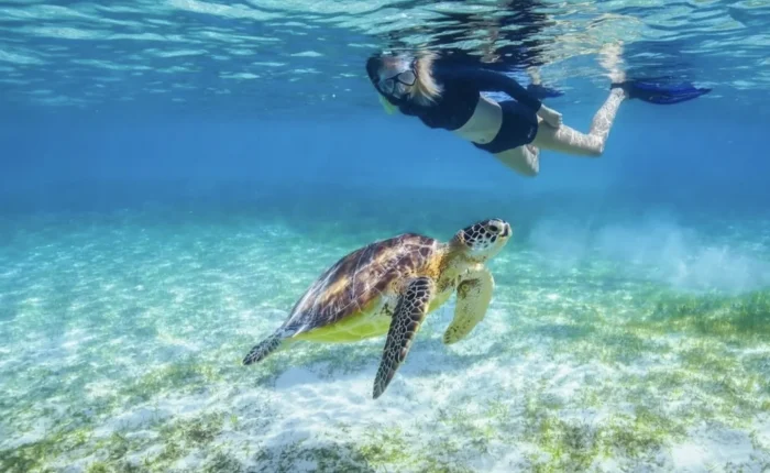 Sea turtle snorkeling in Lord Howe island (2)