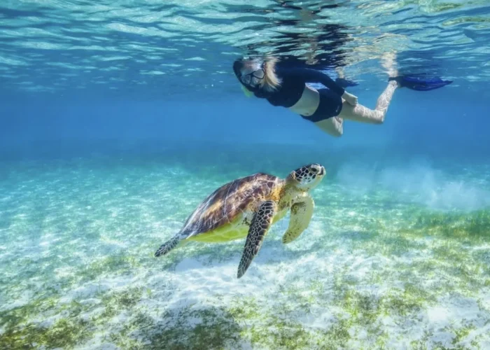 Sea turtle snorkeling in Lord Howe island (2)