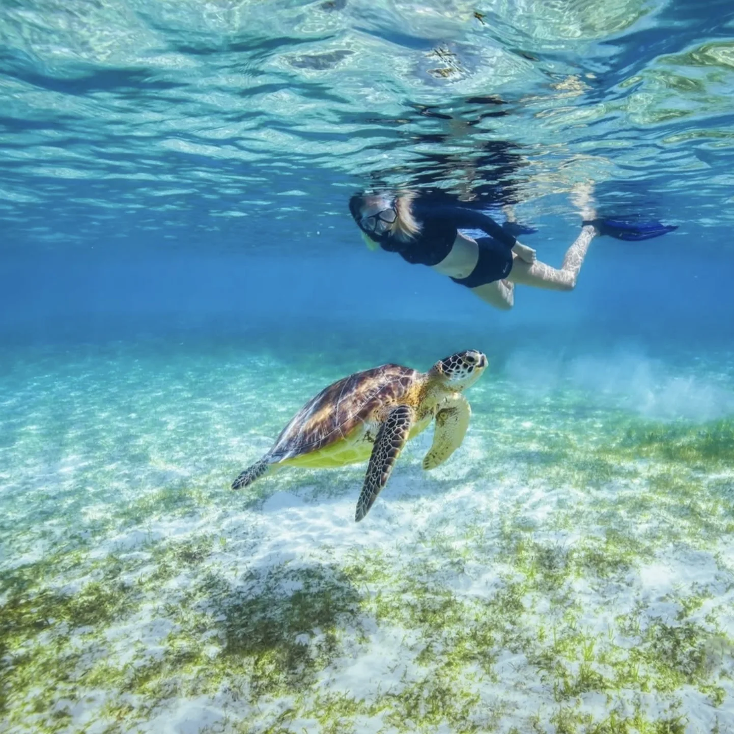 Sea turtle snorkeling in Lord Howe island (2)