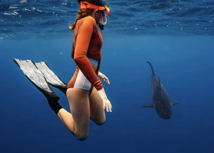 galapagos-shark-lord-howe-island-1