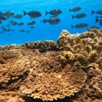 lord howe island boat tours