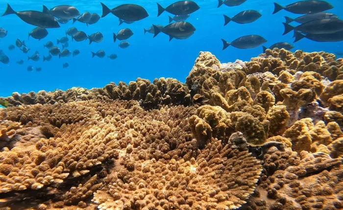 lord howe island boat tours