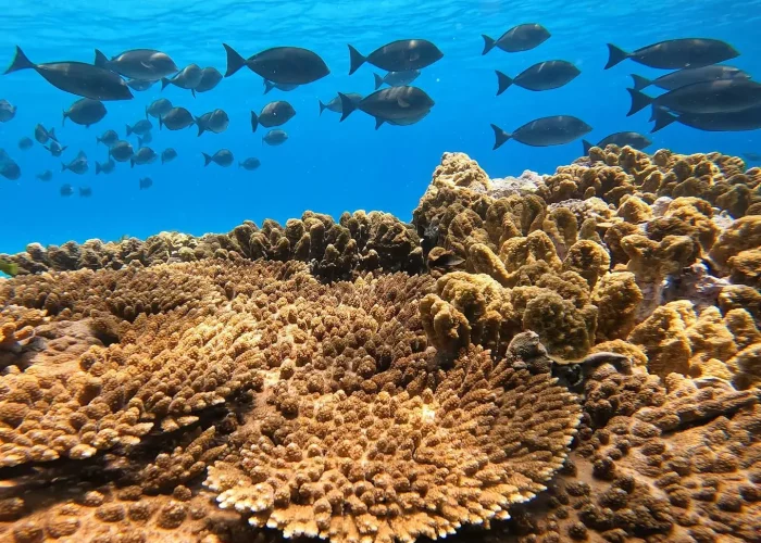 lord howe island boat tours