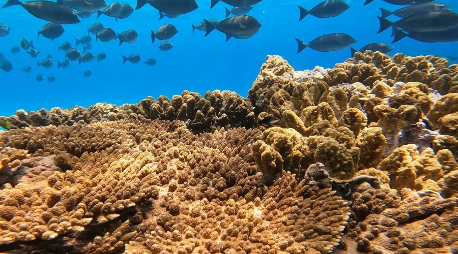 lord howe island boat tours